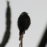 long tailed tyrant